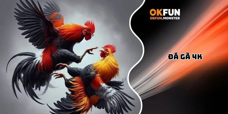 Đá gà 4k